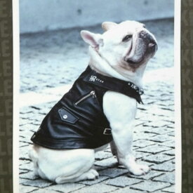 楽天市場 犬 ライダース ジャケットの通販