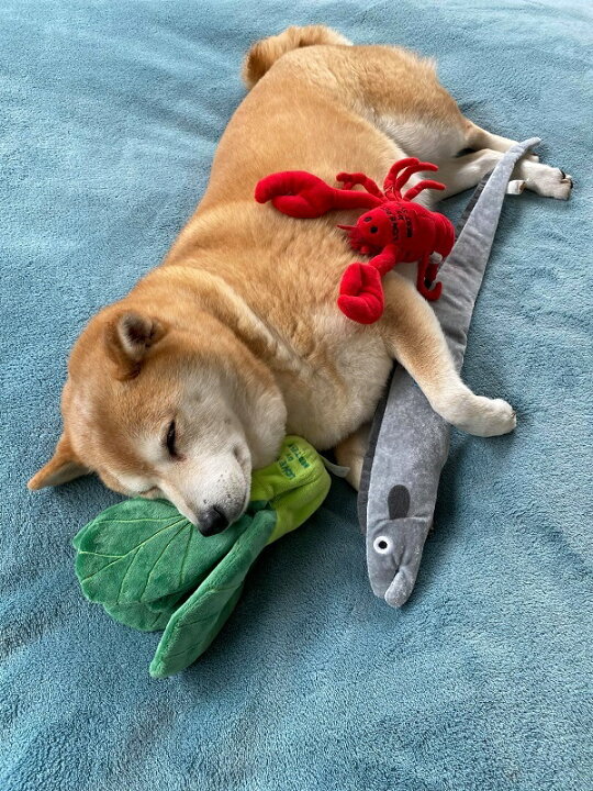 楽天市場 犬 おもちゃ チンゲンサイ Toy ドッグトイ ペットトイ ピーピー カシャカシャトイ 音鳴るおもちゃ E Tan U Tan