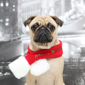  L NX}X }t[ S M L puppia ^ ^ ^