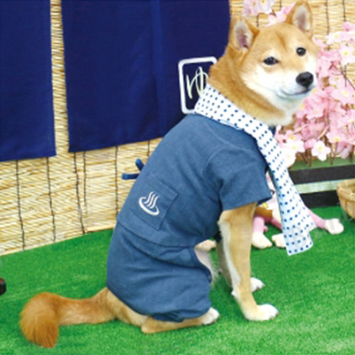 楽天市場】犬服 作務衣(さむえ) 温泉 ユニフォーム コスチューム