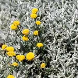 サントリナ 苗の人気商品 通販 価格比較 価格 Com