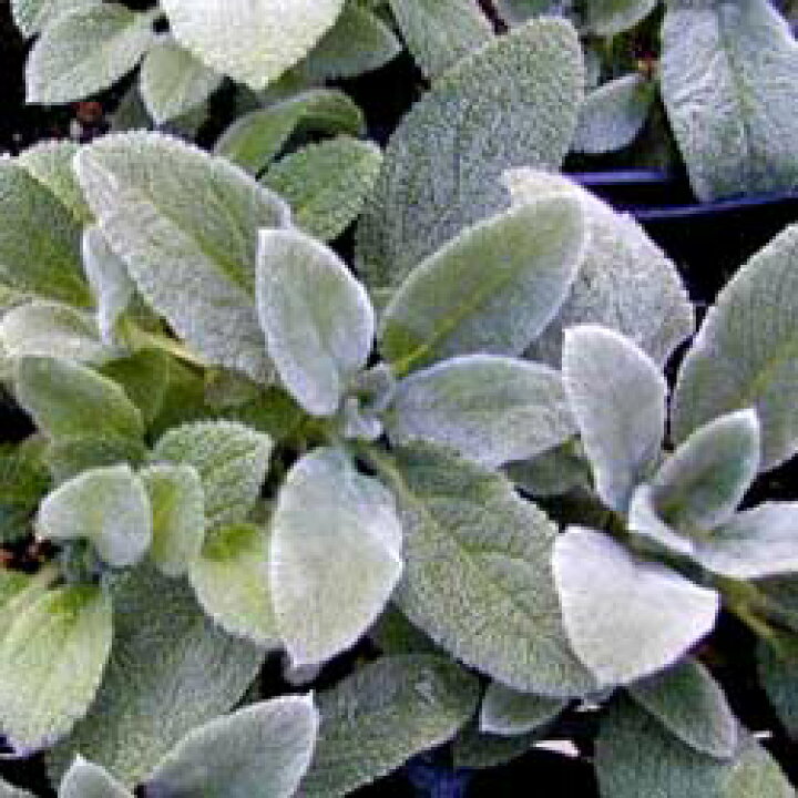 楽天市場 ラムズイヤー ハーブの苗 9cmポット ハーブティー専門店 E ティザーヌ 楽天市場 ラムズイヤー ハーブの苗 9cmポット ハーブティー専門店 E ティザーヌ