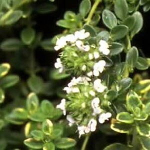 苗 クリーピングタイムの人気商品 通販 価格比較 価格 Com