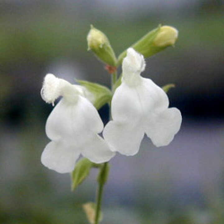 チェリーセージ 9 0cmポット 40本セット 送料無料 チェリーセージ 9 0cmポット 40本セット 送料無料