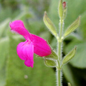 t[cZ[W/n[u̕c 9cm|bg