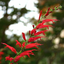 楽天市場 パイナップルセージ ハーブの苗 9cmポット ハーブティー専門店 E ティザーヌ