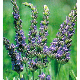 楽天市場 ラベンダー 生垣の通販