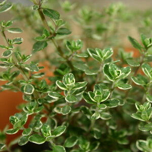 Vo[NB[^C/n[u̕c 9cm|bg