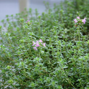 N[sO^Cibhj/n[u̕c 9cm|bg