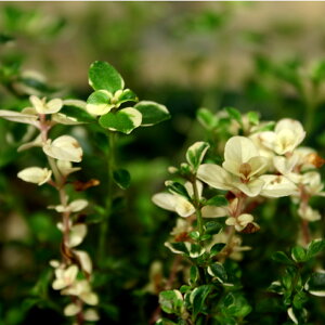 tHbNX[^C/n[u̕c 9cm|bg