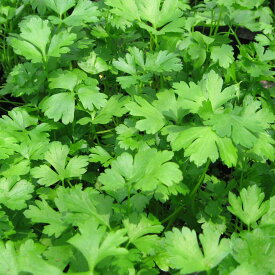 イタリアンパセリ/ハーブの苗 9cmポット