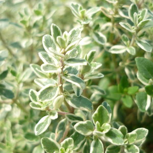 シルバータイム/ハーブの苗 9cmポット