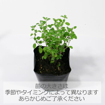 楽天市場 スイートマジョラム マジョラム ハーブの苗 9cmポット ハーブティー専門店 E ティザーヌ