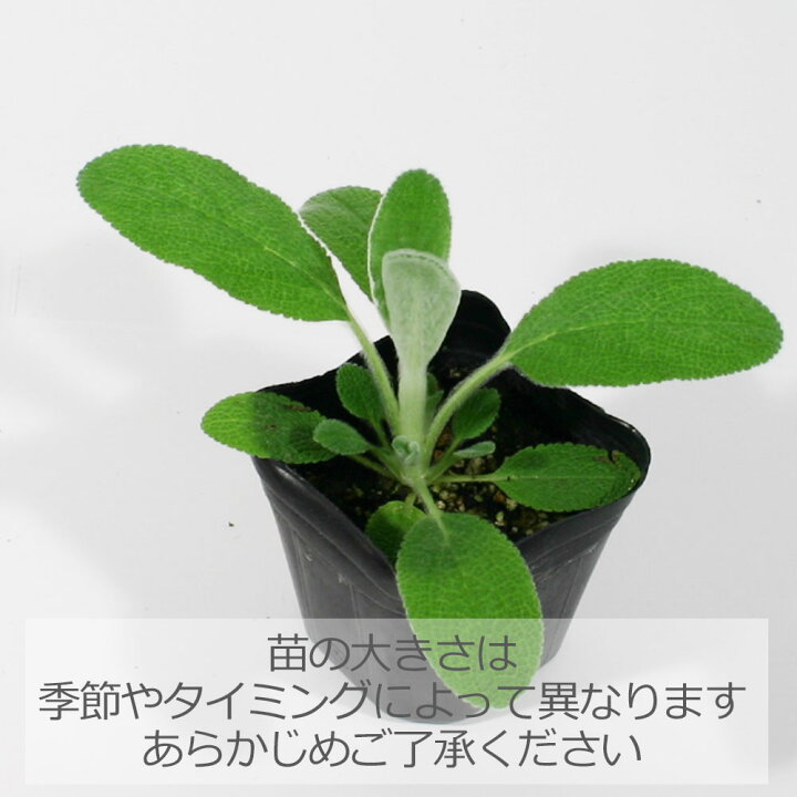 楽天市場 ラムズイヤー ハーブの苗 9cmポット ハーブティー専門店 E ティザーヌ 楽天市場 ラムズイヤー ハーブの苗 9cmポット ハーブティー専門店 E ティザーヌ