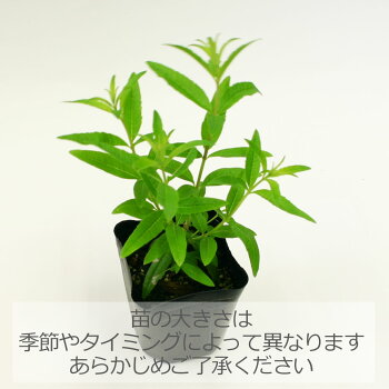 楽天市場 レモンバーベナ ハーブの苗 9cmポット ハーブティー専門店 E ティザーヌ