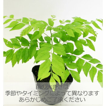 楽天市場 カレーリーフ カレーツリー ハーブの苗 9cmポット ハーブティー専門店 E ティザーヌ