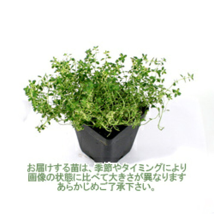 楽天市場 ゴールデンクィーンタイム ハーブの苗 9cmポット ハーブティー専門店 E ティザーヌ