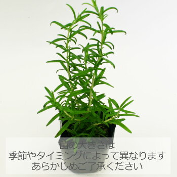 楽天市場 レックス ローズマリー 立性 ハーブの苗 9cmポット ハーブティー専門店 E ティザーヌ 楽天市場 レックス ローズマリー 立性 ハーブの苗 9cmポット ハーブティー専門店 E ティザーヌ