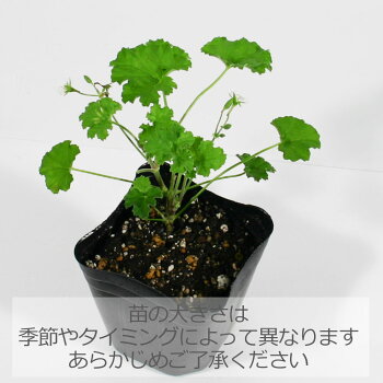 楽天市場 アップル ゼラニウム ハーブの苗 9cmポット ハーブティー専門店 E ティザーヌ