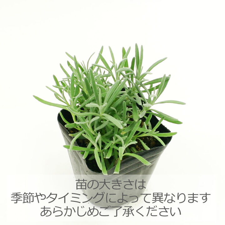 超目玉 ラベンダー Rachelbaptista Com Br