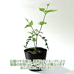 楽天市場 ジャスミン オオバナソケイ 大花素馨 ハーブの苗 9cmポット ハーブティー専門店 E ティザーヌ