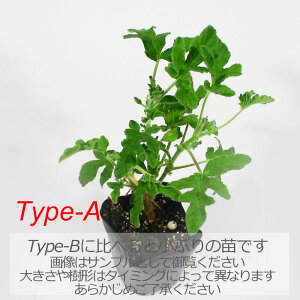 [YE[jE(o[Y[Y[jE)/n[u̕c 9cm|bg