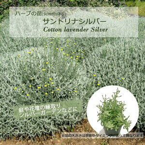 TgiVo[(Tg[iO[)/n[u̕c 9cm|bg