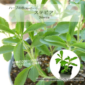 ステビア/ハーブの苗 9cmポット