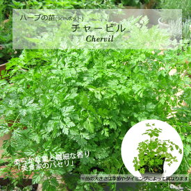 チャービル/ハーブの苗 9cmポット