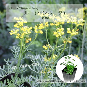 ���[(�w�����[�_)/�n�[�u�̕c 9cm�|�b�g