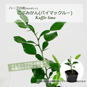 Ԃ݂(Ru~J)(oC}bN[)/n[u̕c 9cm|bg