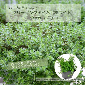 クリーピングタイム（ホワイト）/ハーブの苗 9cmポット