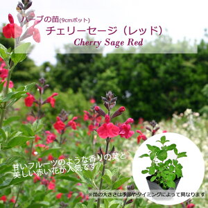 `F[Z[Wibhj/n[u̕c 9cm|bg