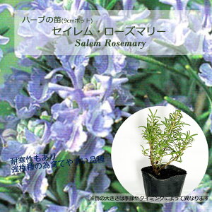 ZCE[Y}[(ZC)()/n[u̕c 9cm|bg