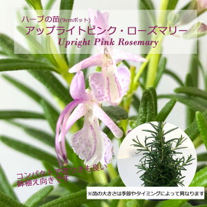 AbvCgsNE[Y}[()/n[u̕c 9cm|bg