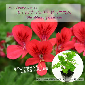 VFuhE[jE/n[u̕c 9cm|bg