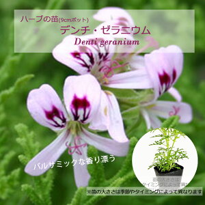 デンチ・ゼラニウム(デンタータゼラニウム)/ハーブの苗 9cmポット