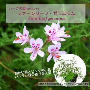 t@[[tE[jE/n[u̕c 9cm|bg