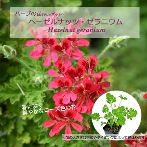 w[[ibcE[jE/n[u̕c 9cm|bg