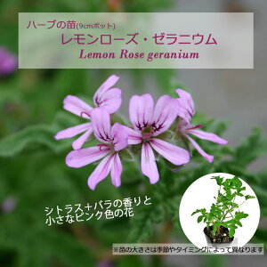 ���������[�Y�E�[���j�E��(���o�[�Y���������[�Y�[���j�E��)/�n�[�u�̕c 9cm�|�b�g