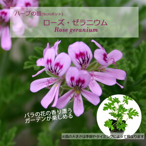 ローズゼラニウム/ハーブの苗 9cmポット