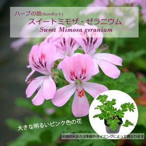 XC[g~UE[jE/n[u̕c 9cm|bg