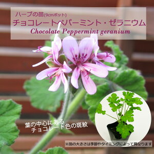 `R[gyp[~gE[jE/n[u̕c 9cm|bg