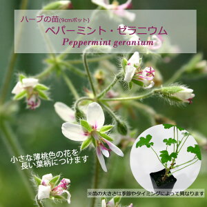 yp[~gE[jE/n[u̕c 9cm|bg