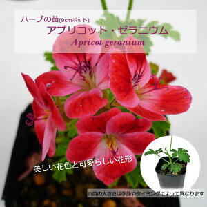 AvRbgE[jE/n[u̕c 9cm|bg