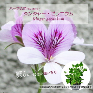 WW[E[jE/n[u̕c 9cm|bg