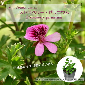 Xgx[E[jE/n[u̕c 9cm|bg