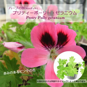 プリティーポーリー・ゼラニウム/ハーブの苗 9cmポット
