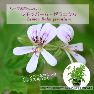 o[E[jE/n[u̕c 9cm|bg