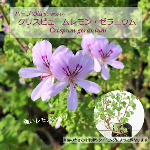 NXs[E[jE(ySjE)/n[u̕c 9cm|bg